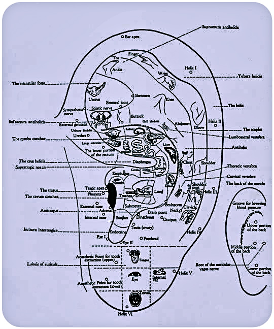 www.ElementalChanges.com Ear Acupuncture Map